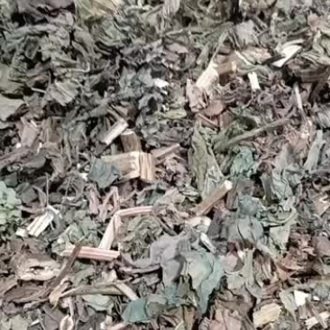 苍耳草。野生中药材苍耳草苍耳子草老苍子胡苍子苍子干货新