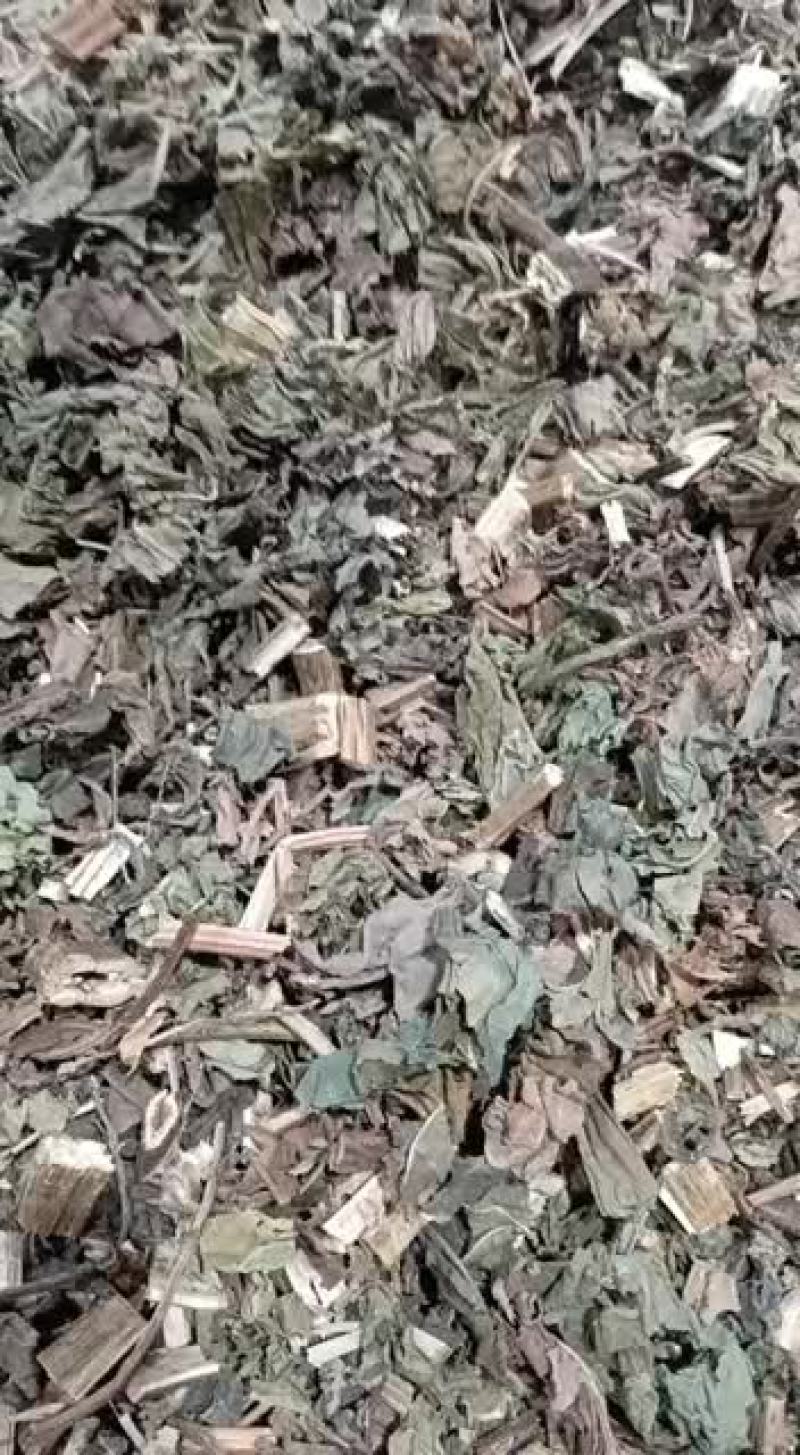 苍耳草。野生中药材苍耳草苍耳子草老苍子胡苍子苍子干货新