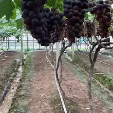 葡萄