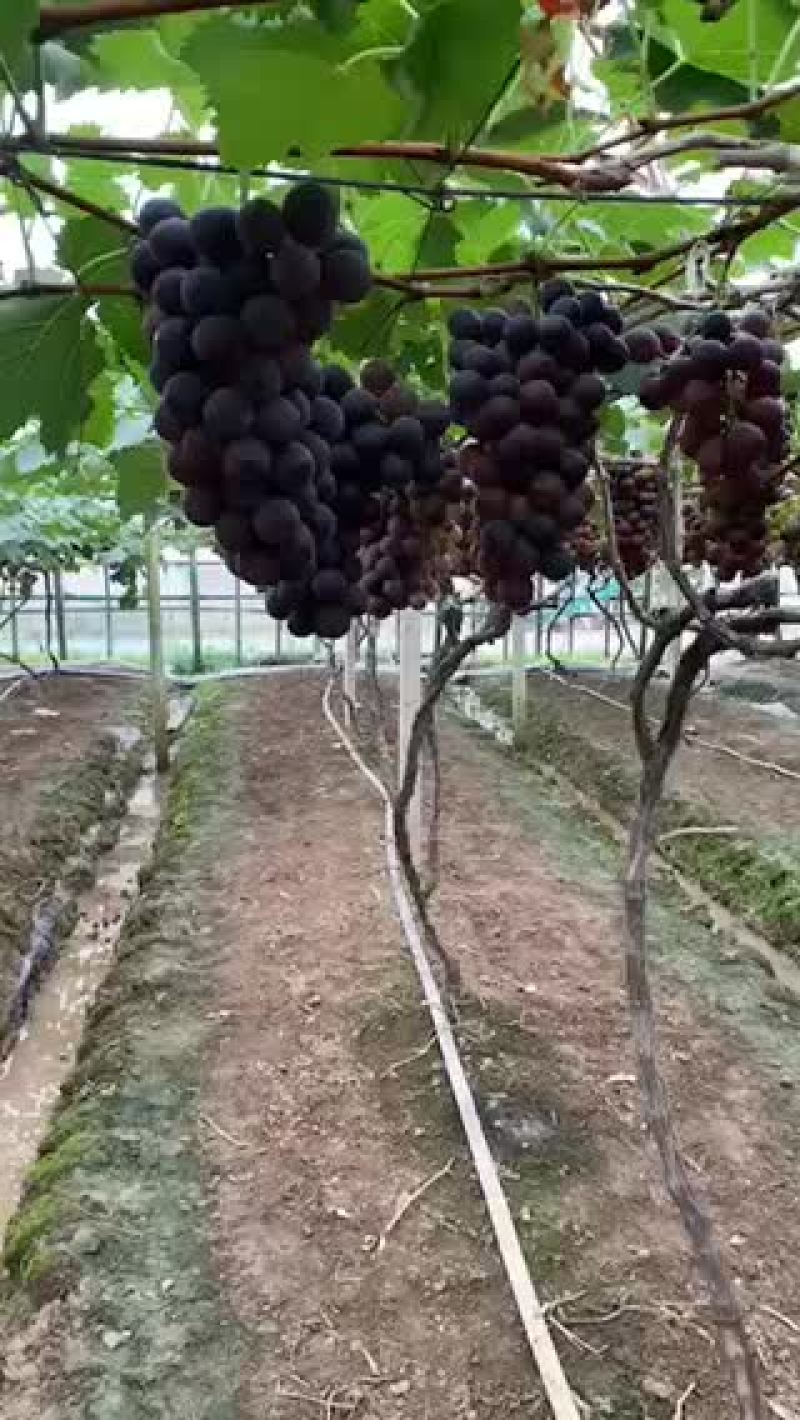葡萄