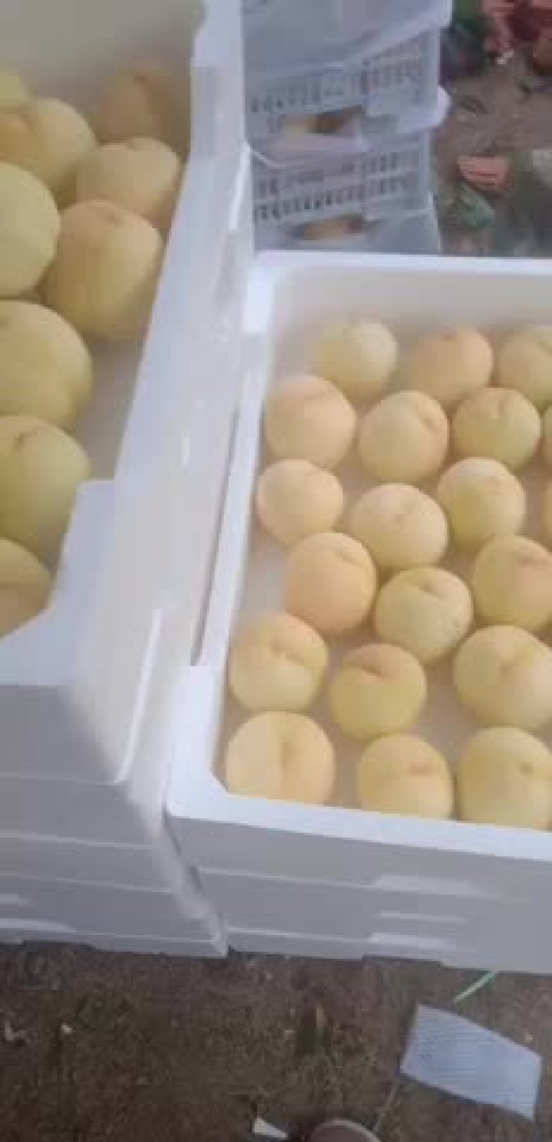 个大味美可口，能刚撕皮的水蜜桃