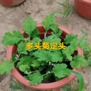 菊花盆景