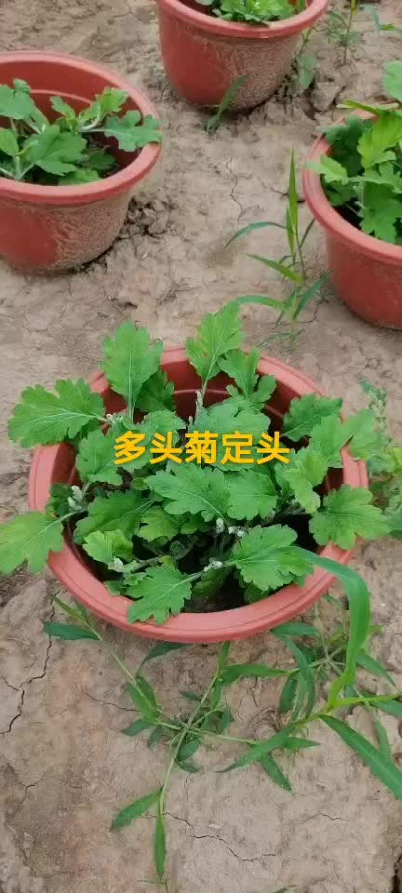 菊花盆景