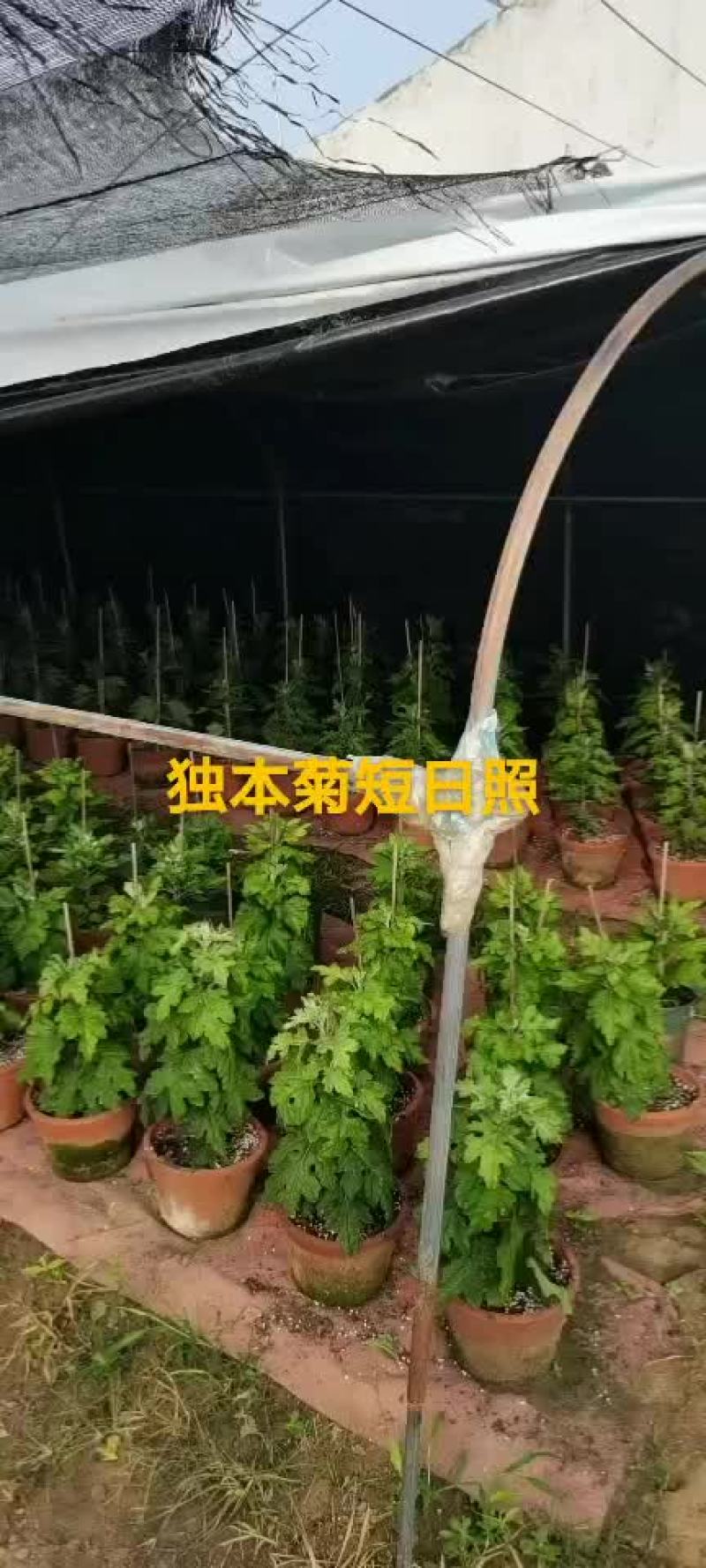 菊花盆景