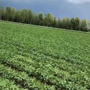非转基因大豆预售，期待你的合作