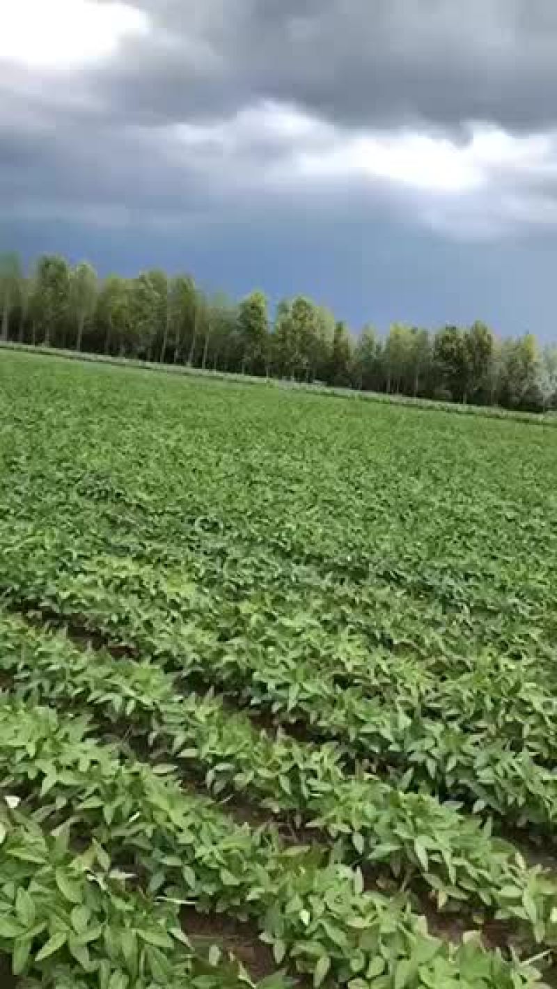非转基因大豆预售，期待你的合作