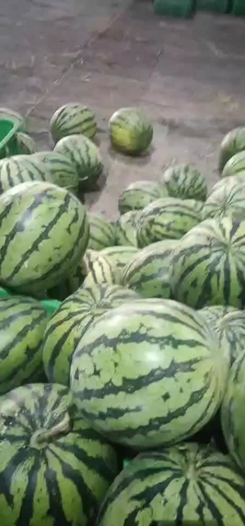 成都蒙阳雨润市场代销西瓜