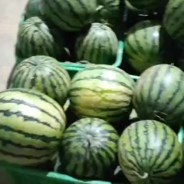 成都蒙阳雨润市场代销西瓜