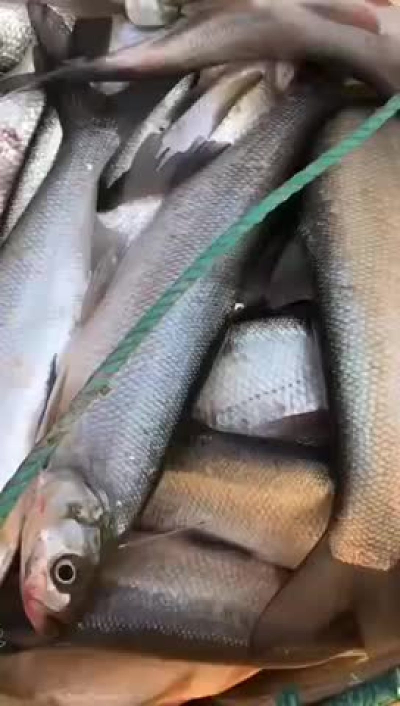 钓场专用，皮毛好，包活，塘口一手货源，食用翘嘴白鱼