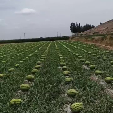 西瓜