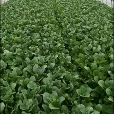 只要长期合作菜心质量保证，量大可优惠。