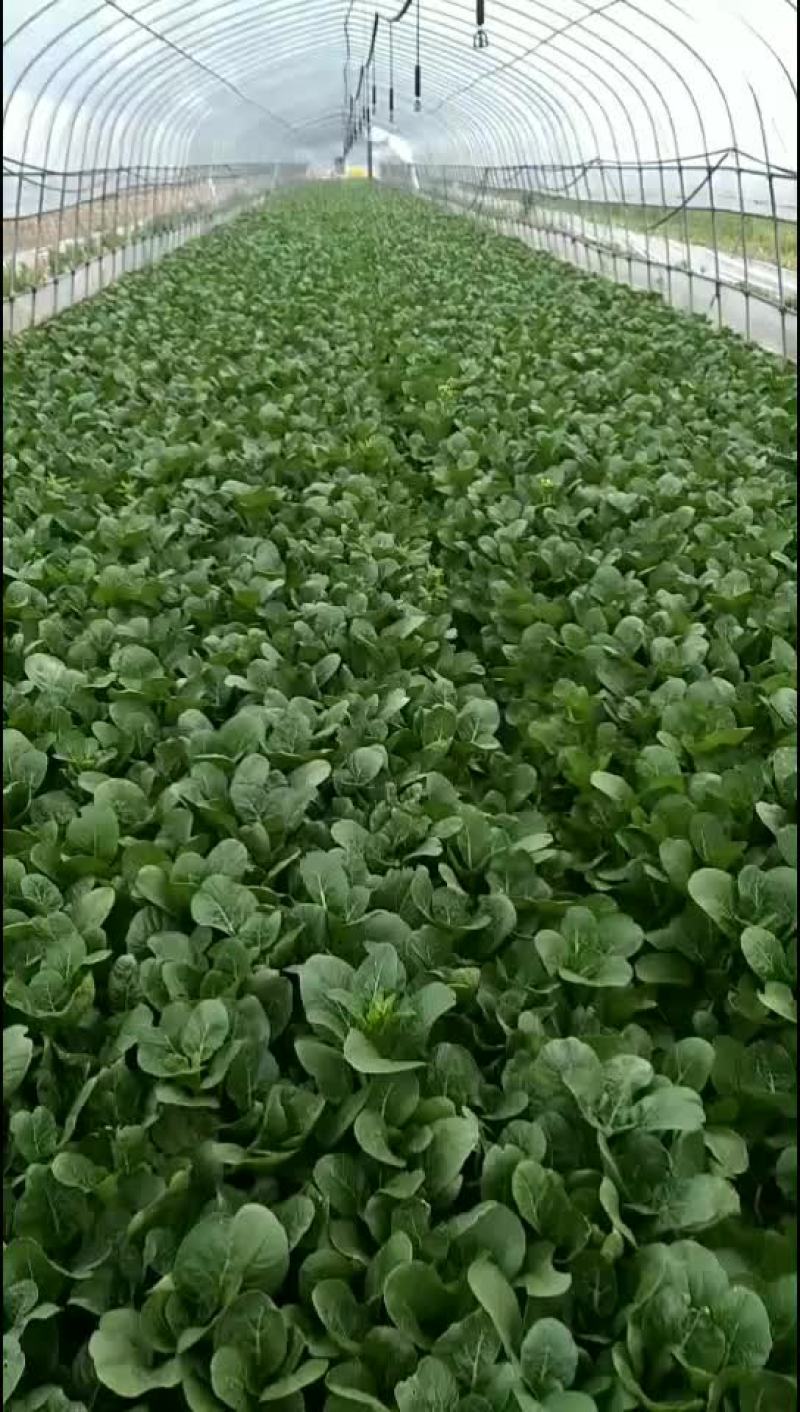 只要长期合作菜心质量保证，量大可优惠。