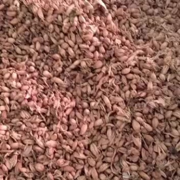 佛手花佛手花佛柑花正宗佛手花茶佛手柑干货佛手花新鲜干