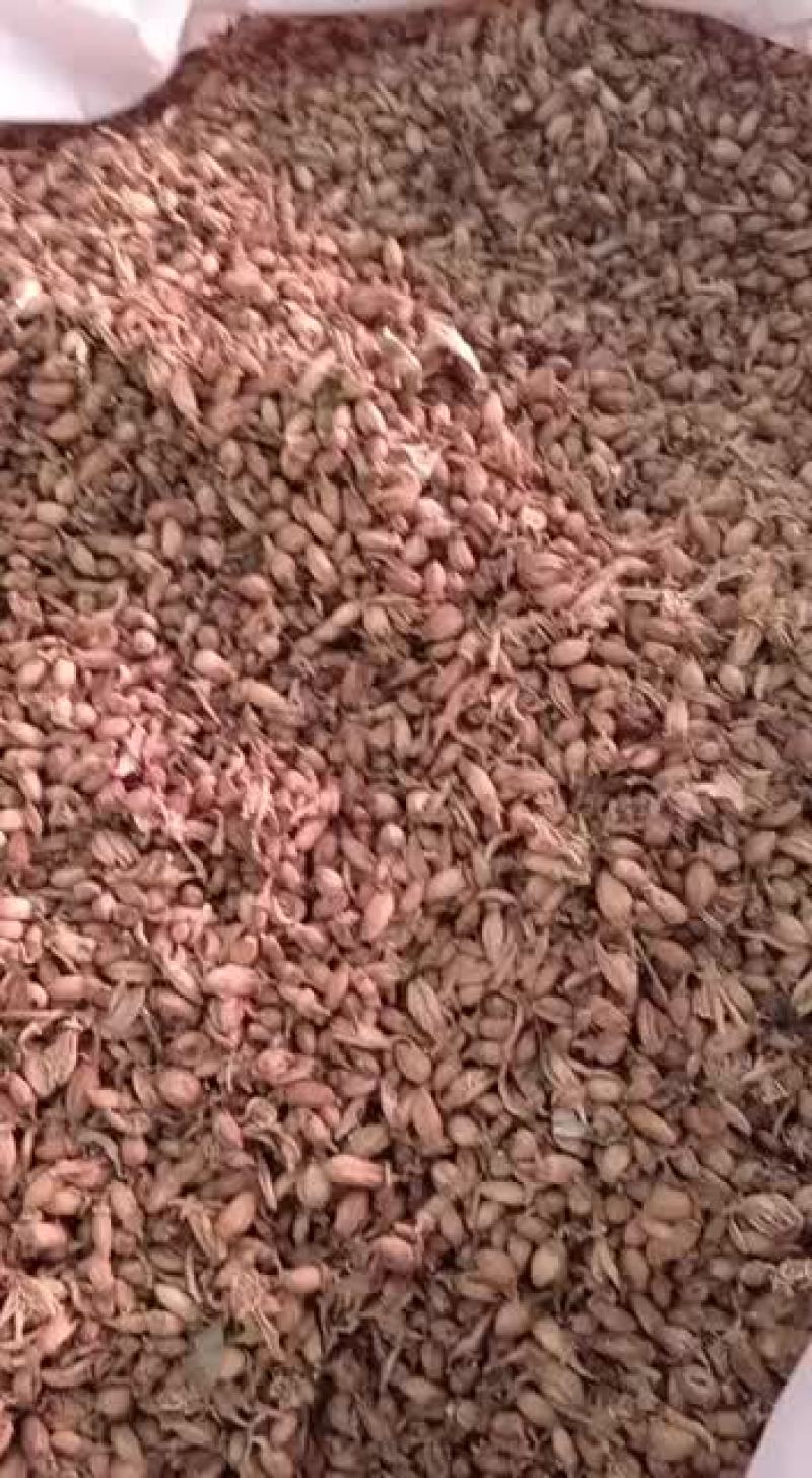 佛手花佛手花佛柑花正宗佛手花茶佛手柑干货佛手花新鲜干