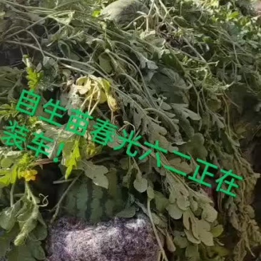 春光六二