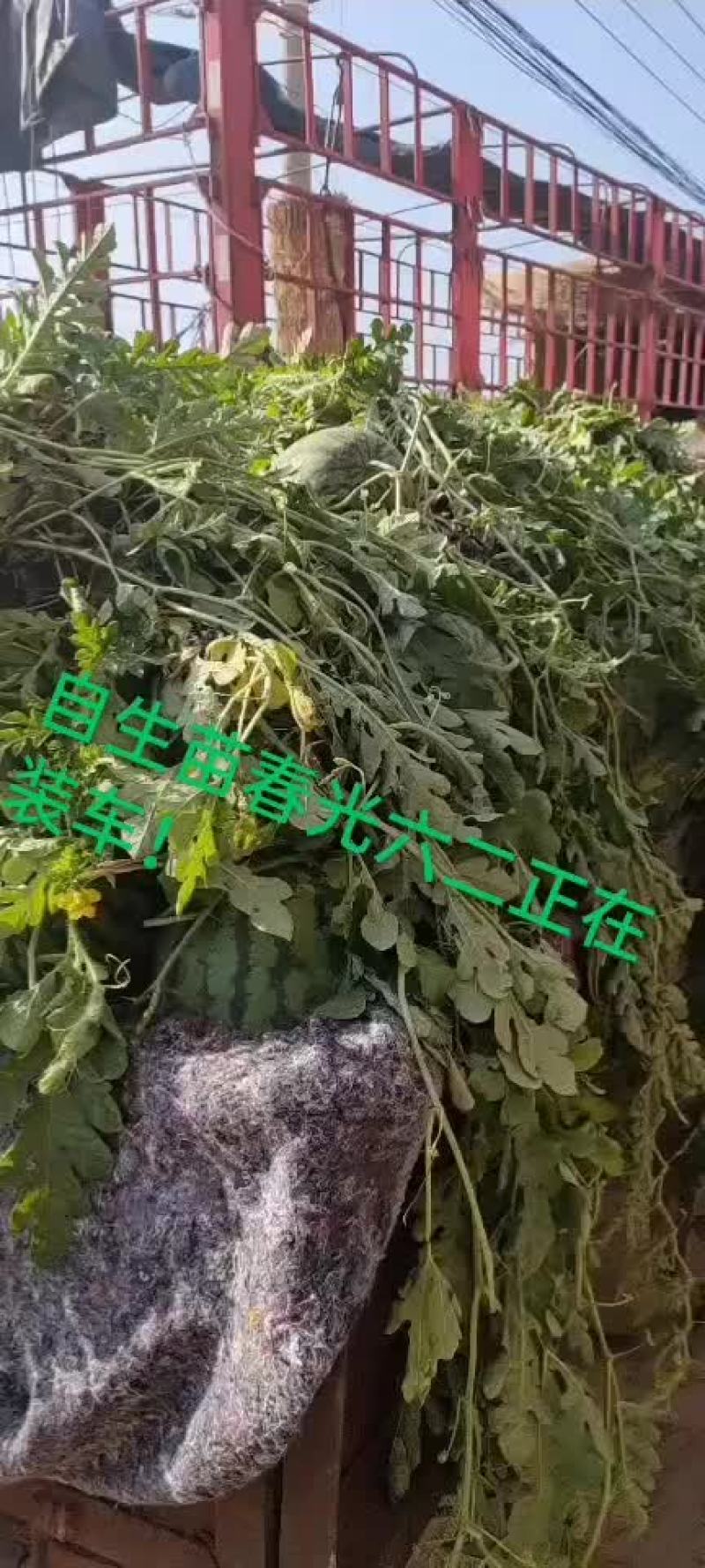 春光六二