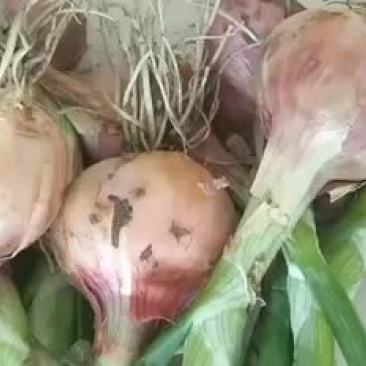 毛葱
