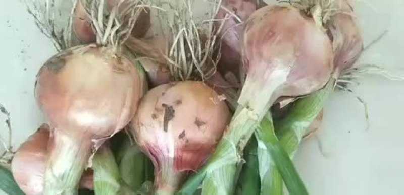 毛葱