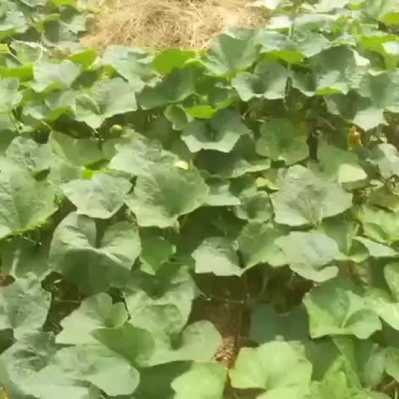 高品质香芋南瓜，个头大，品相好，香芋味浓