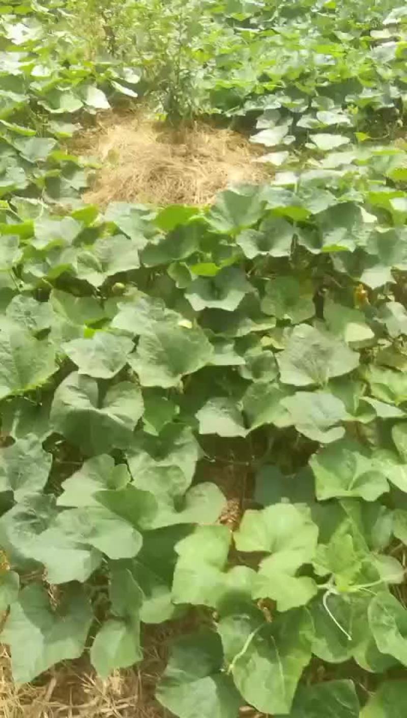 高品质香芋南瓜，个头大，品相好，香芋味浓