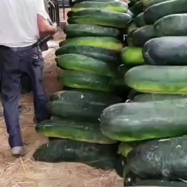 冬瓜