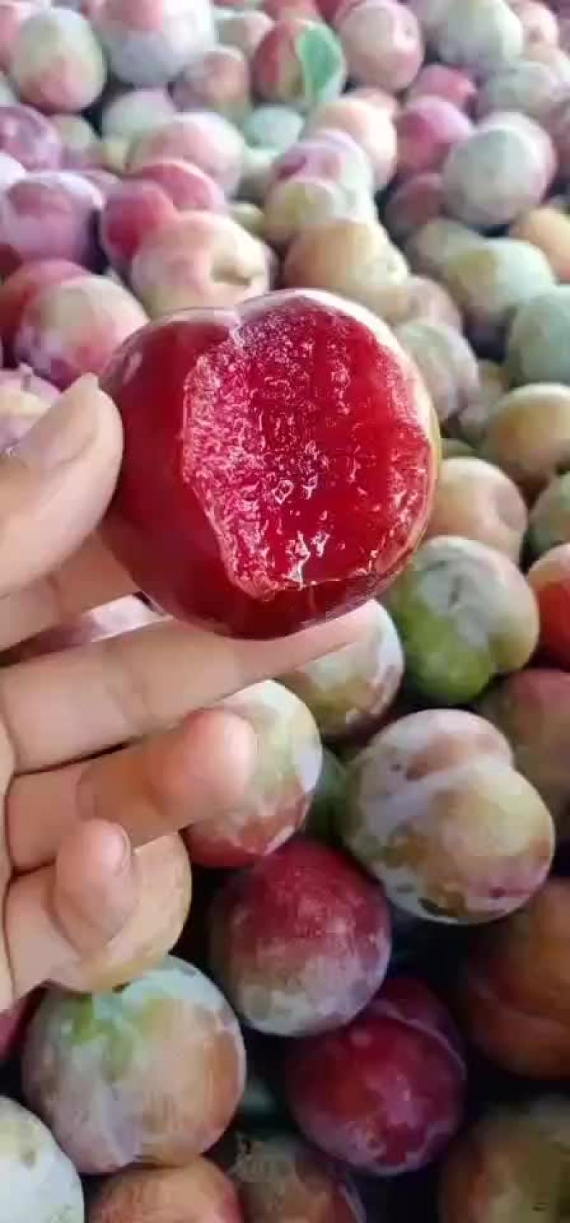 芙蓉李子