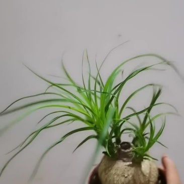 酒瓶兰盆栽酒瓶兰花苗多浆植物办公室桌面花卉盆栽绿植