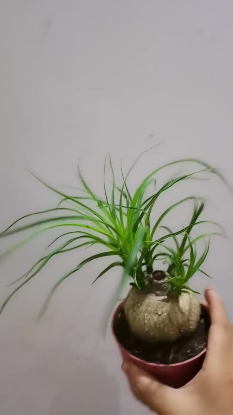 酒瓶兰盆栽酒瓶兰花苗多浆植物办公室桌面花卉盆栽绿植