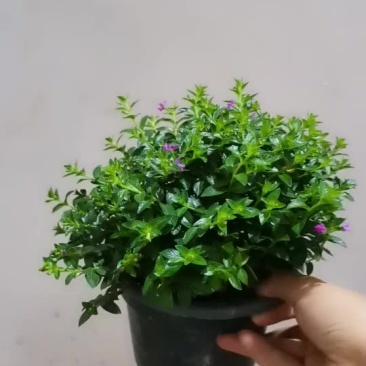 满天星盆栽带花苞花卉好养四季开花植物阳台客厅绿植