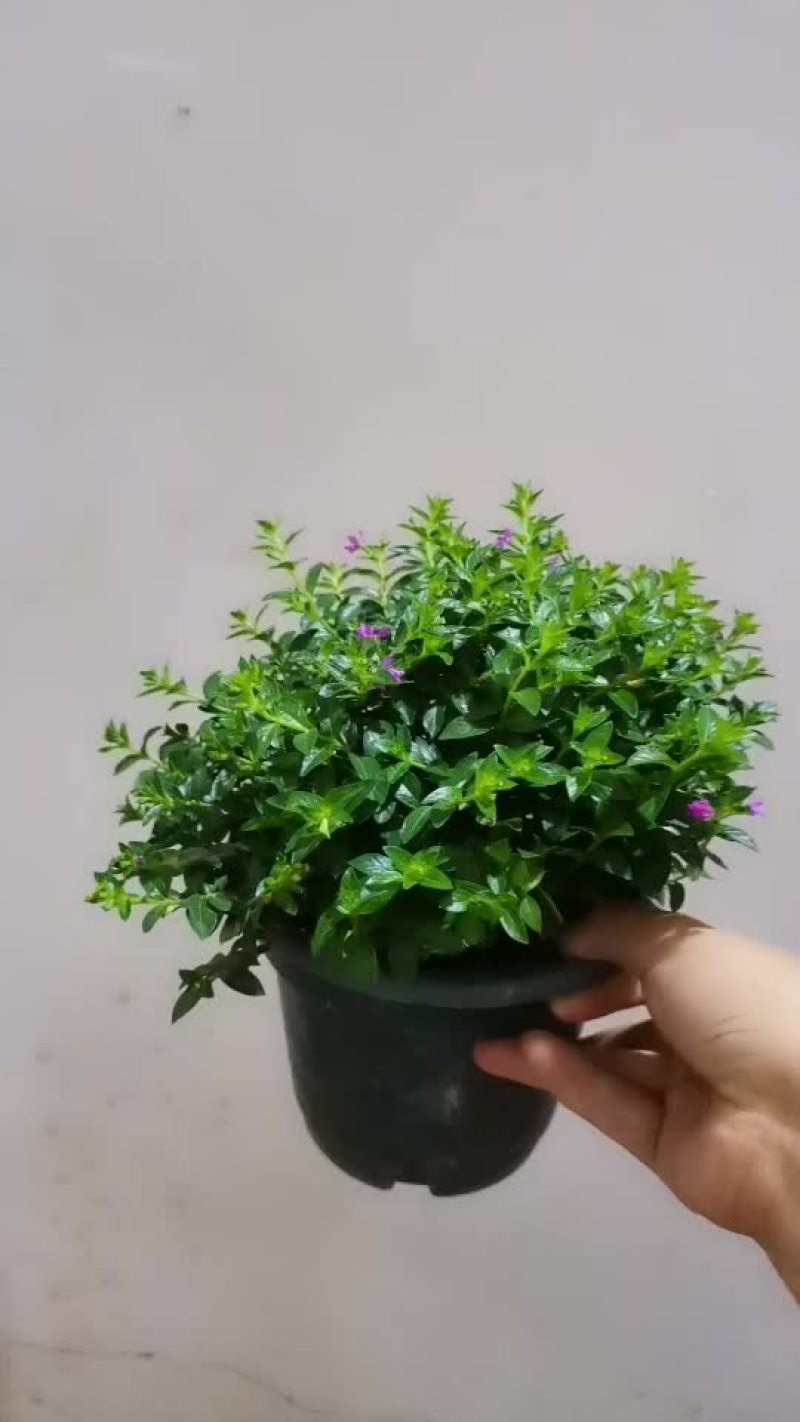 满天星盆栽带花苞花卉好养四季开花植物阳台客厅绿植