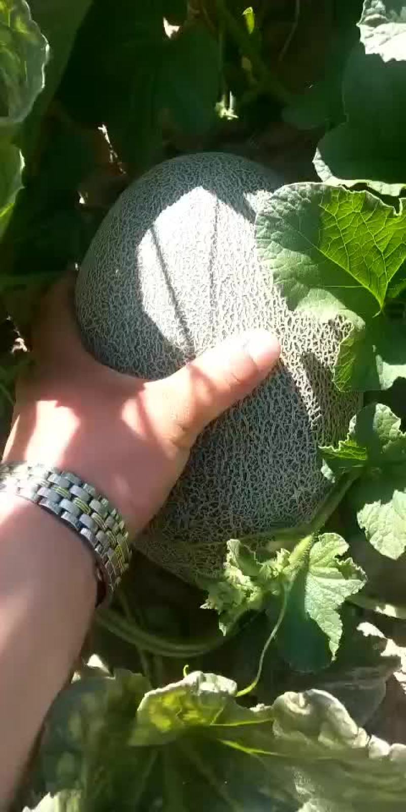 大量现货