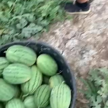 拿比特西瓜