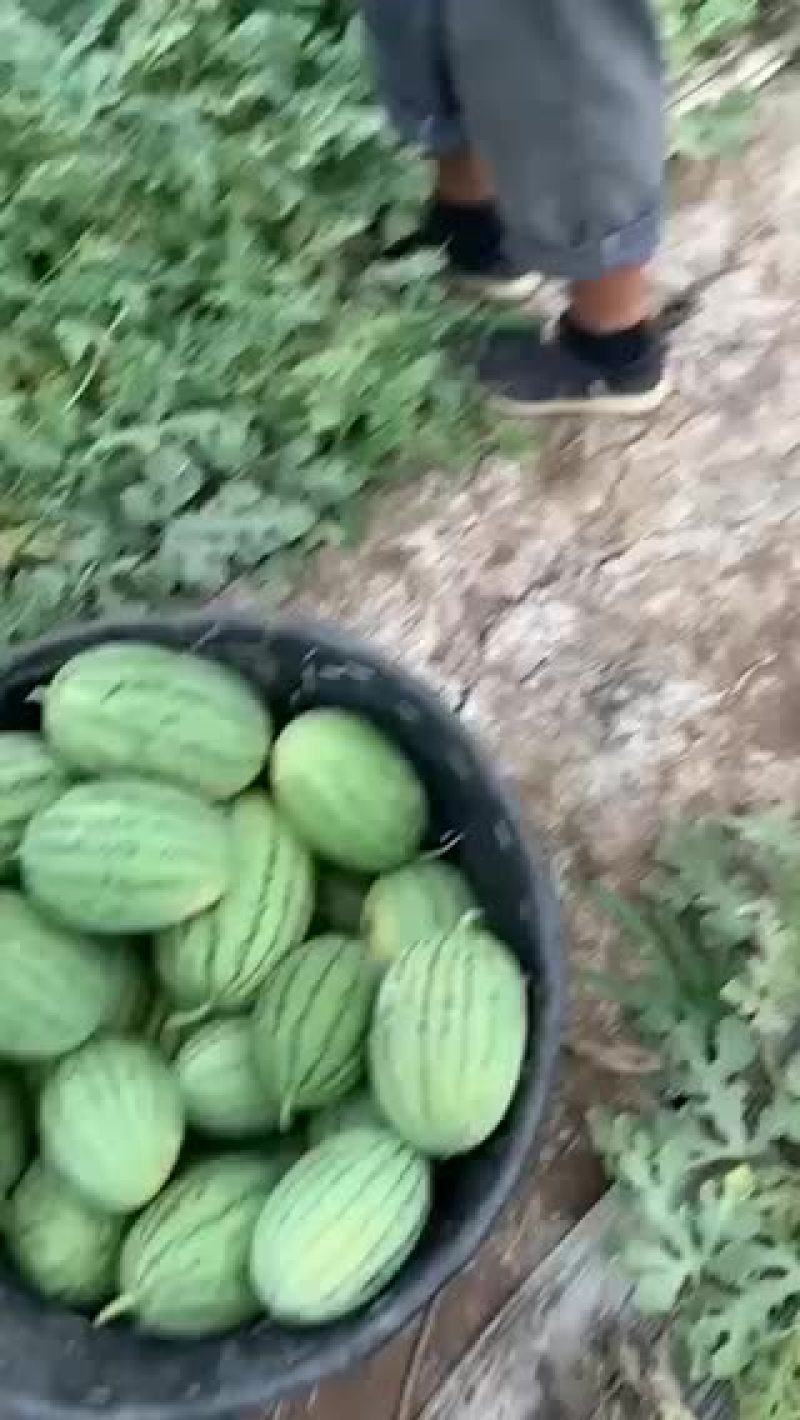 拿比特西瓜