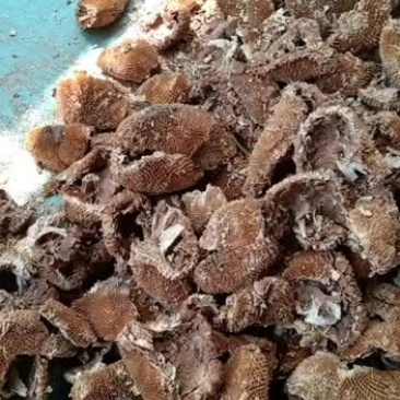 葵花盘向日葵花盘整个中药材干向日葵花籽盘粉吉林