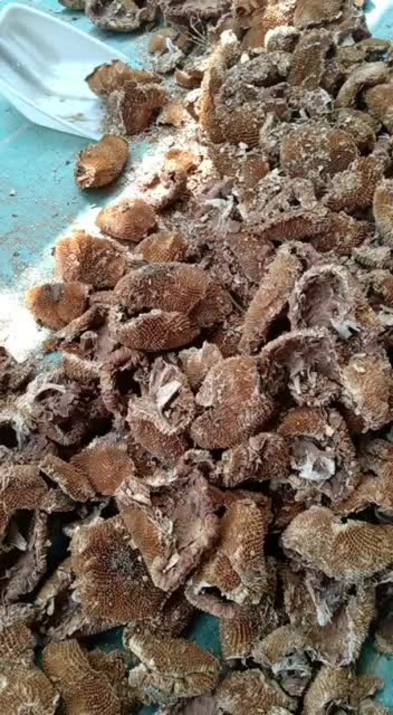 葵花盘向日葵花盘整个中药材干向日葵花籽盘粉吉林
