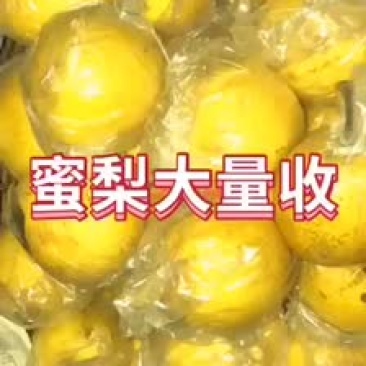密梨超甜小型果蜜梨新鲜水果应季果蔬多汁美味