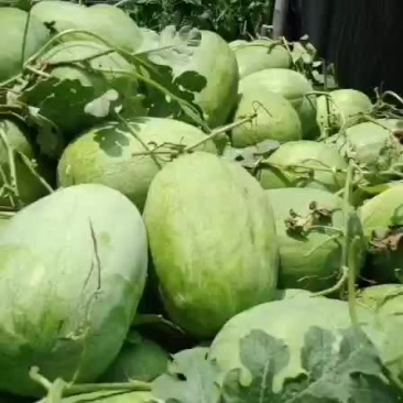 新红包，大量上市中