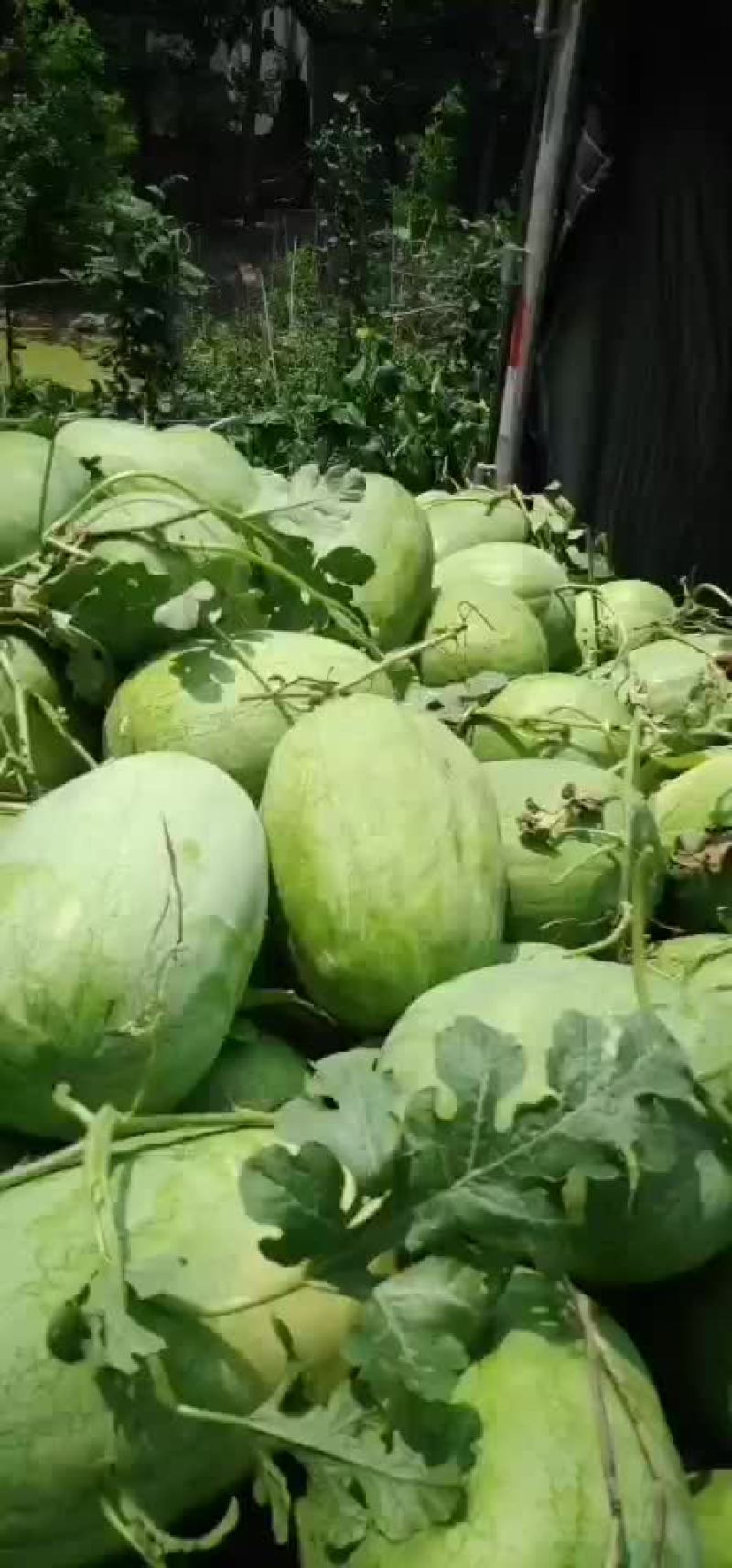 新红包，大量上市中