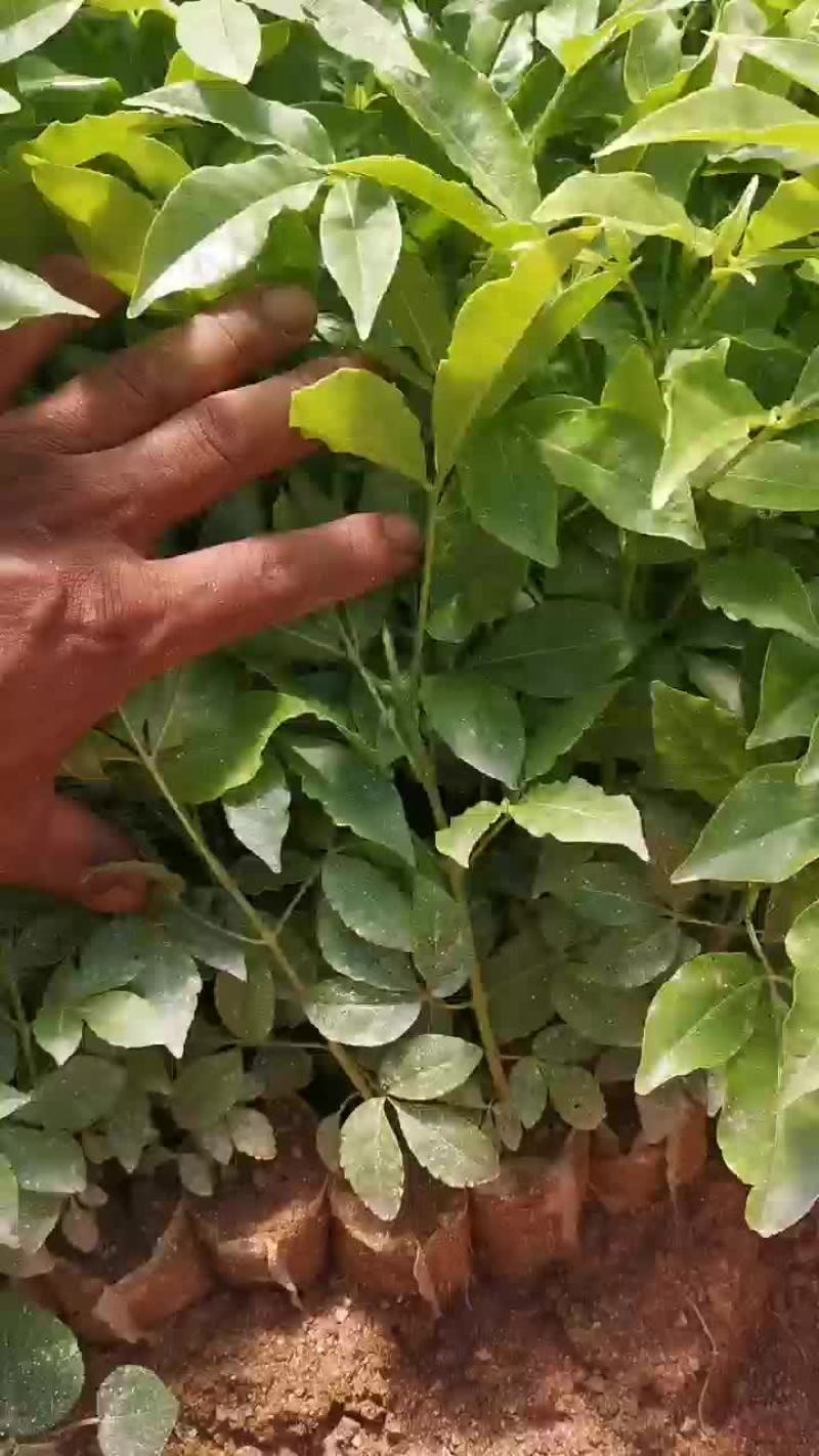 三丫虎苗