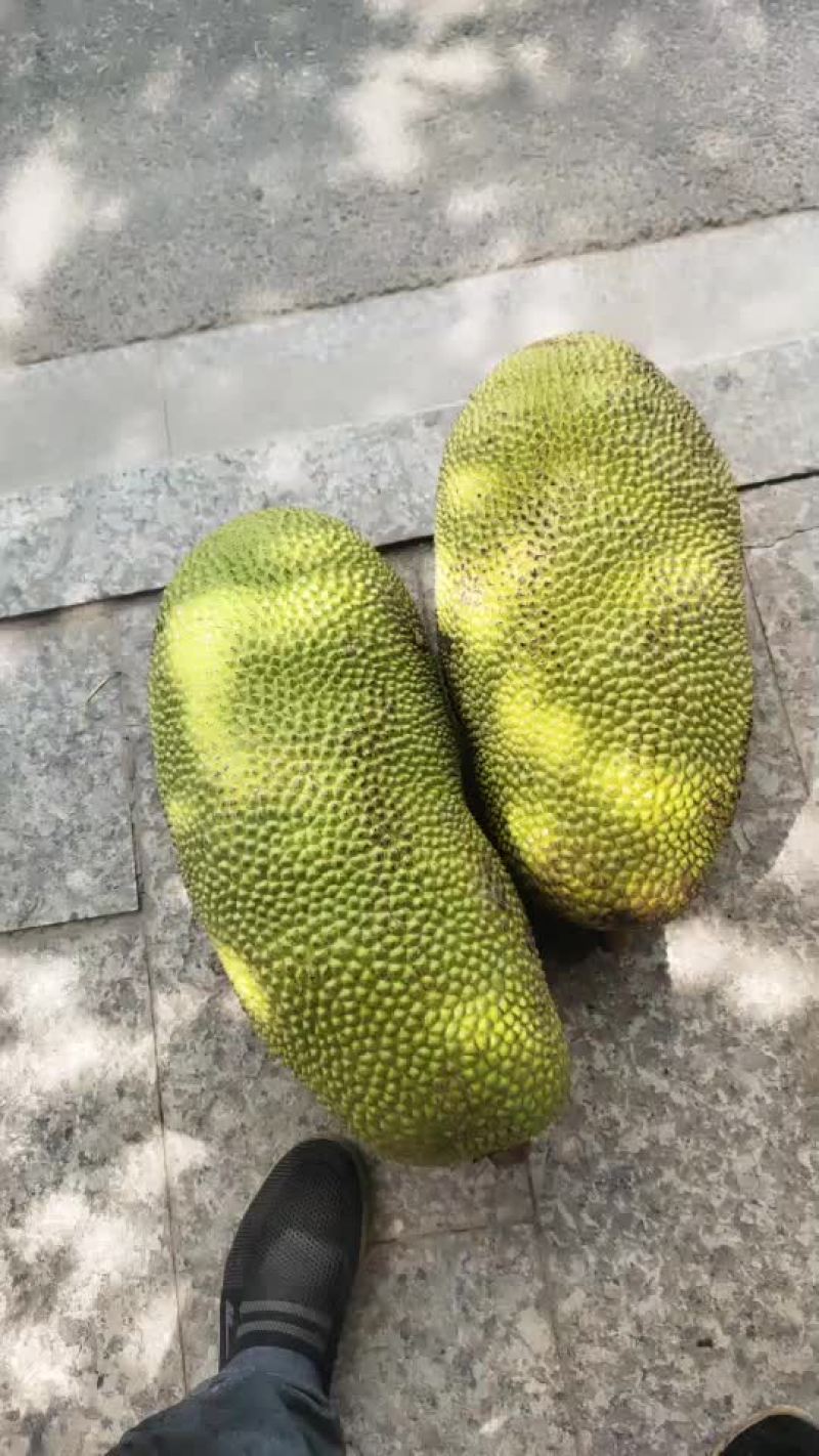 海
