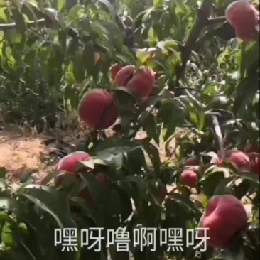 红盘桃
