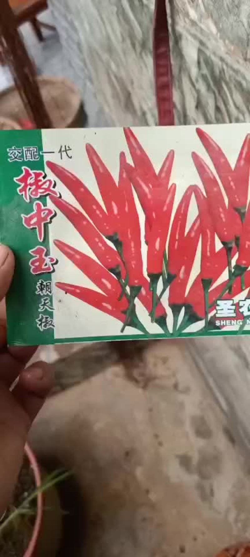 小米辣，娇中玉