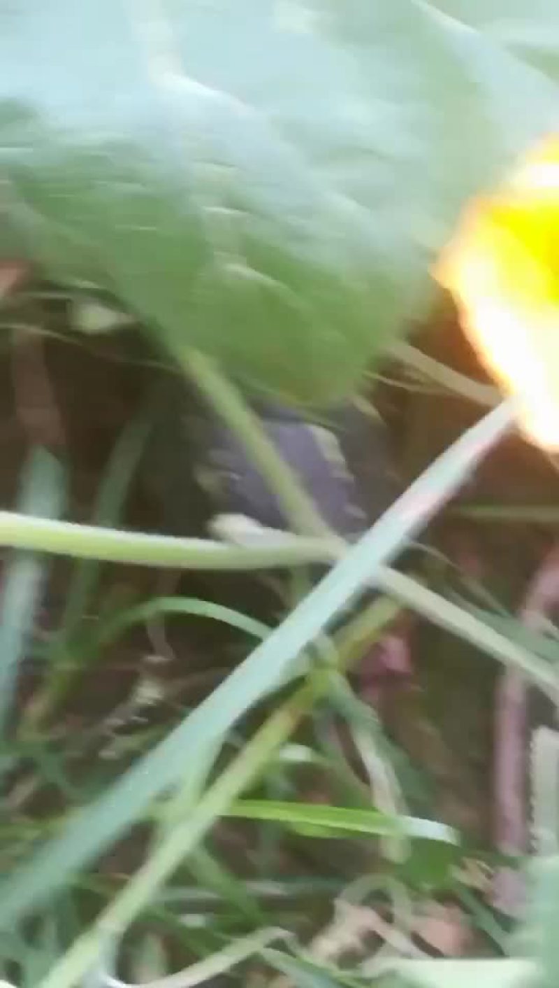 高品质香芋南瓜，个头大，品相好，香芋味浓