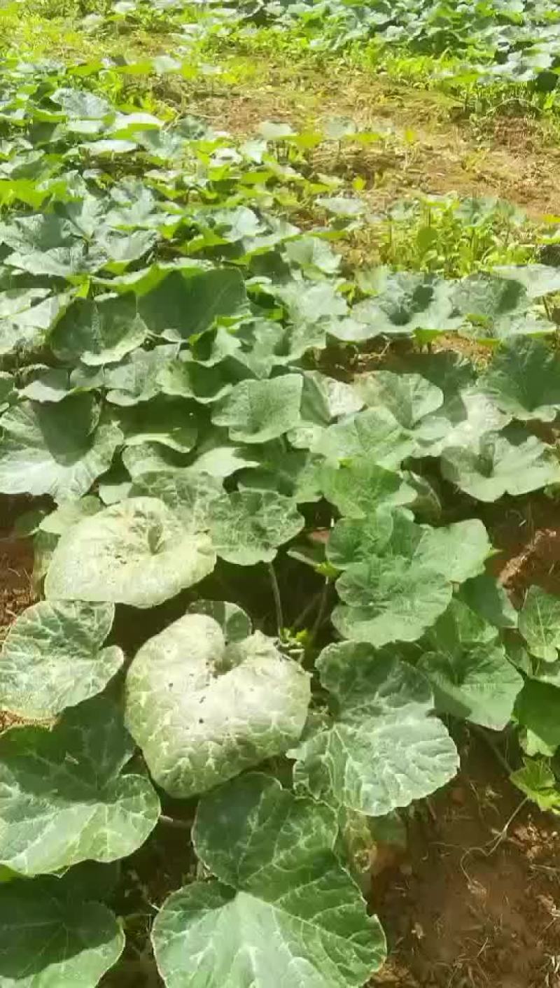 高品质香芋南瓜，个头大，品相好，香芋味浓