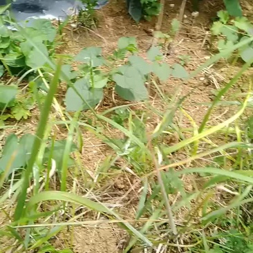 黄皮椒大量上市中