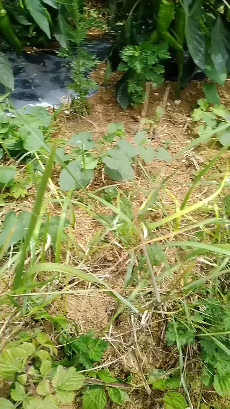 黄皮椒大量上市中