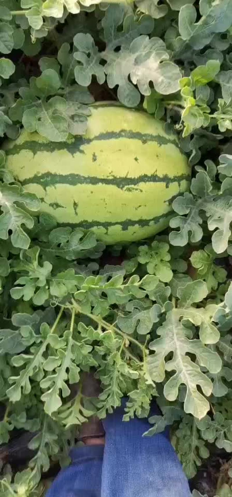 西瓜