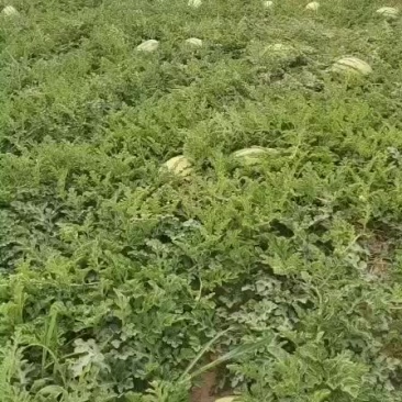 西瓜