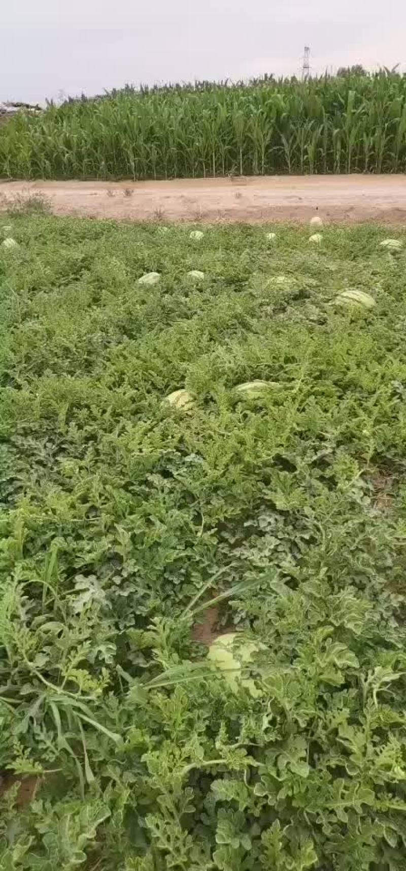西瓜