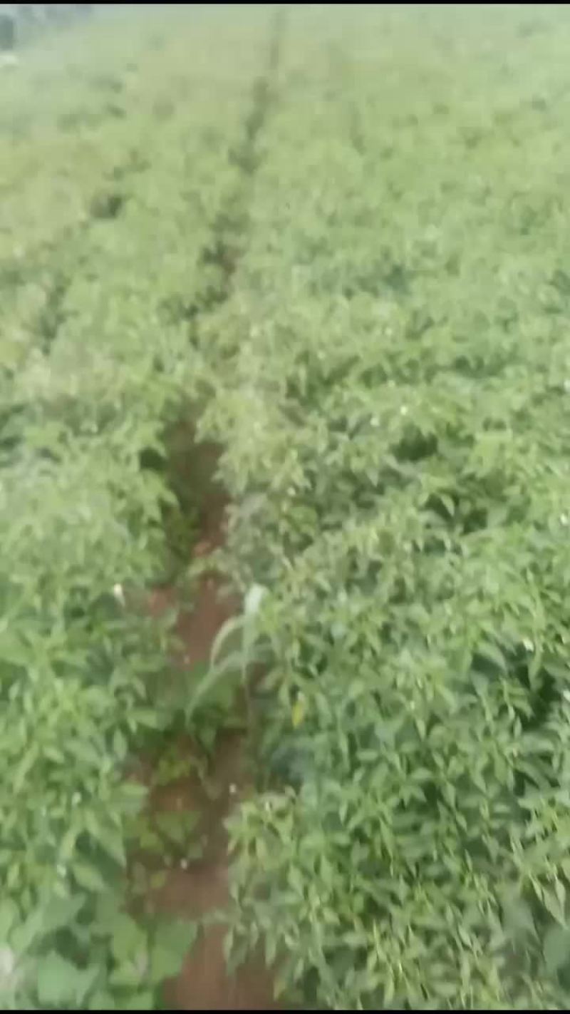 线椒